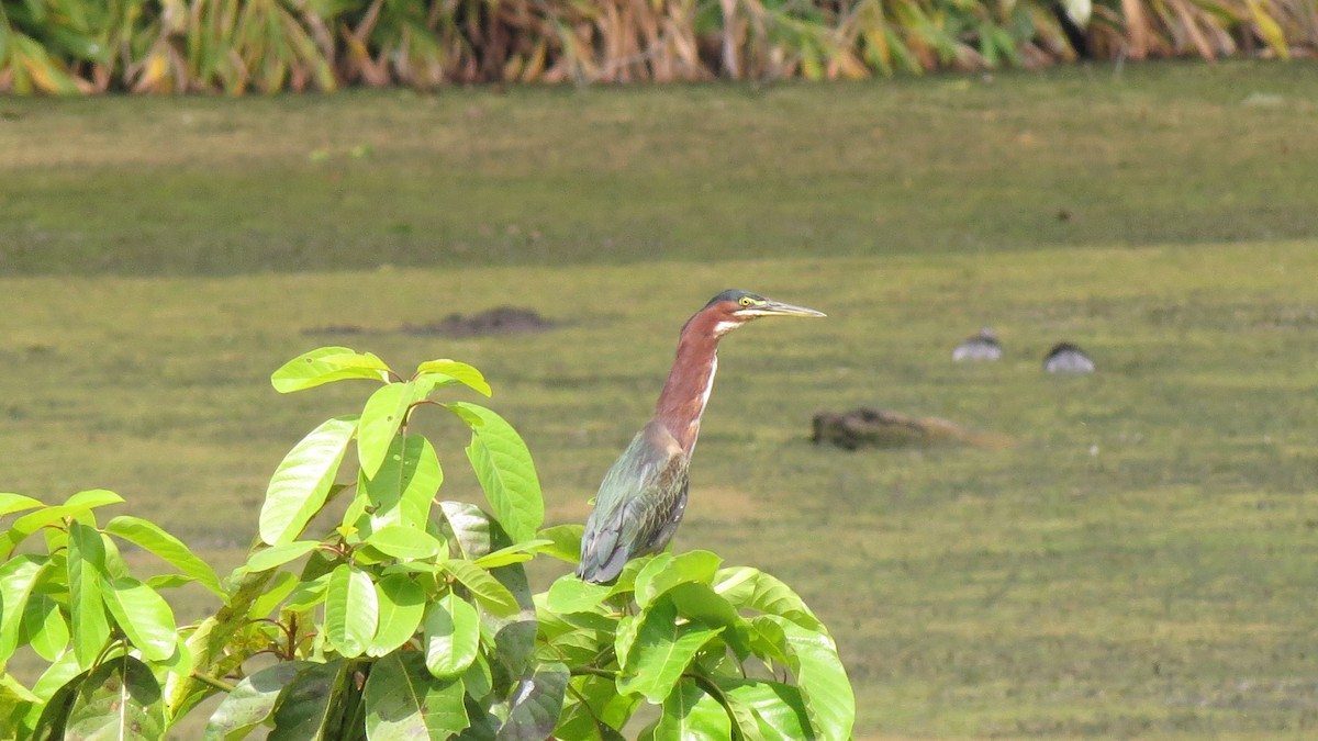 Green Heron - EDWAR ROMERO