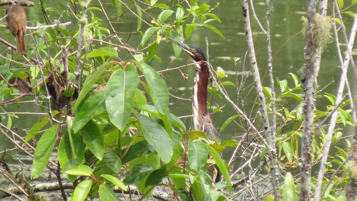 Green Heron - ML615629841