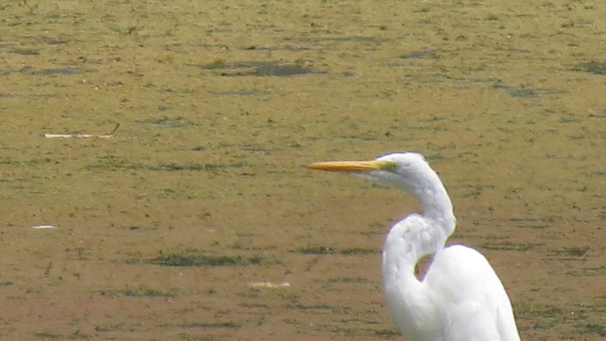 Great Egret - ML615629851