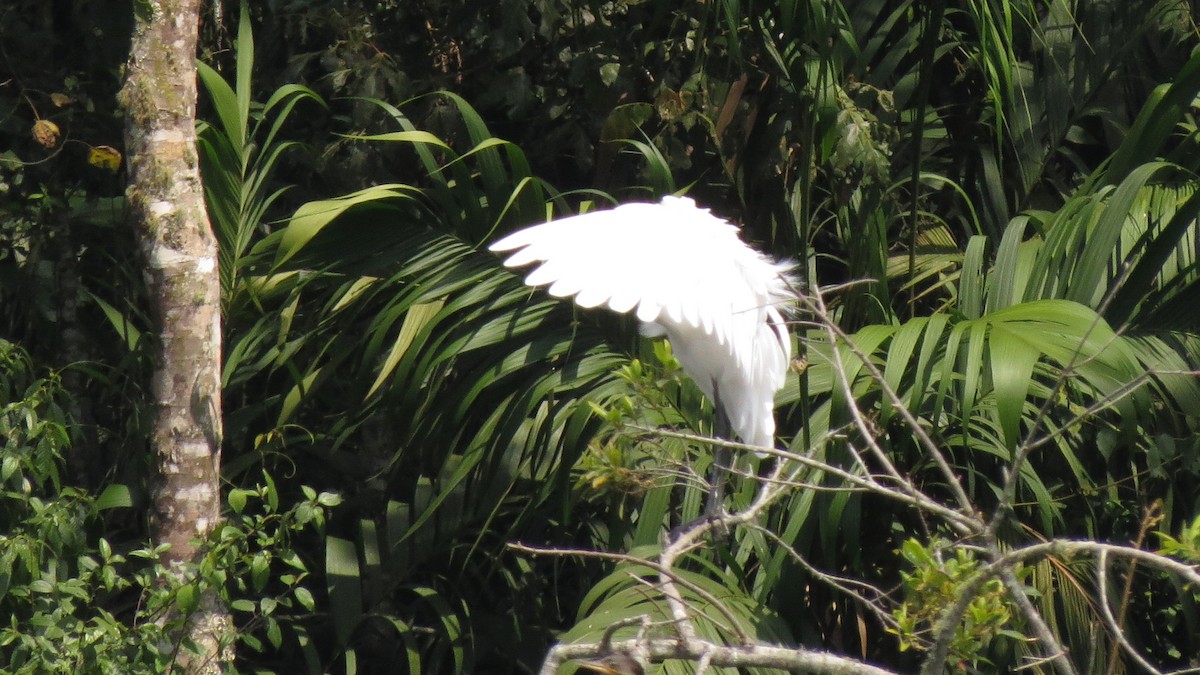 Great Egret - EDWAR ROMERO