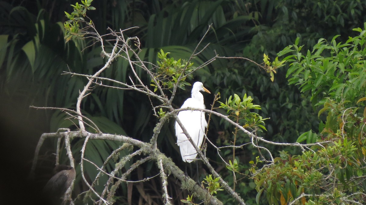 Great Egret - ML615629853