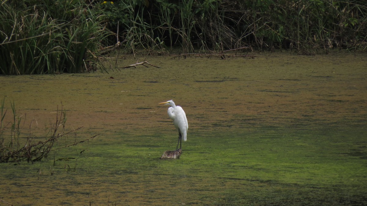 Great Egret - EDWAR ROMERO