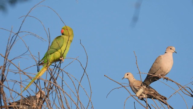 Rose-ringed Parakeet - ML615629877