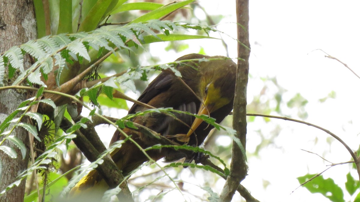 Russet-backed Oropendola - ML615629909