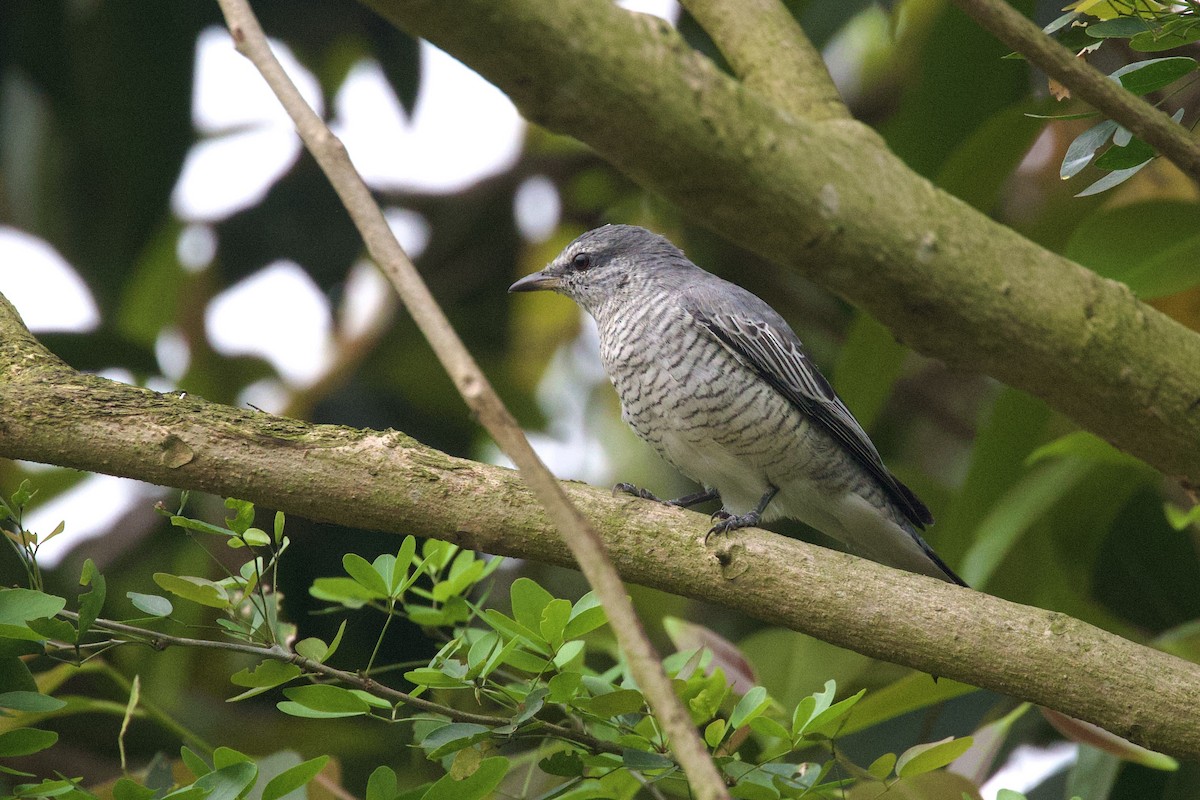 Black-headed Cuckooshrike - ML615629947