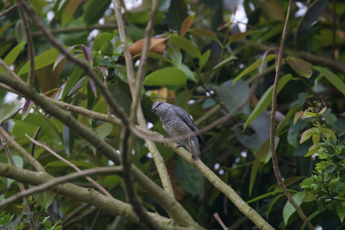 Black-headed Cuckooshrike - ML615629948