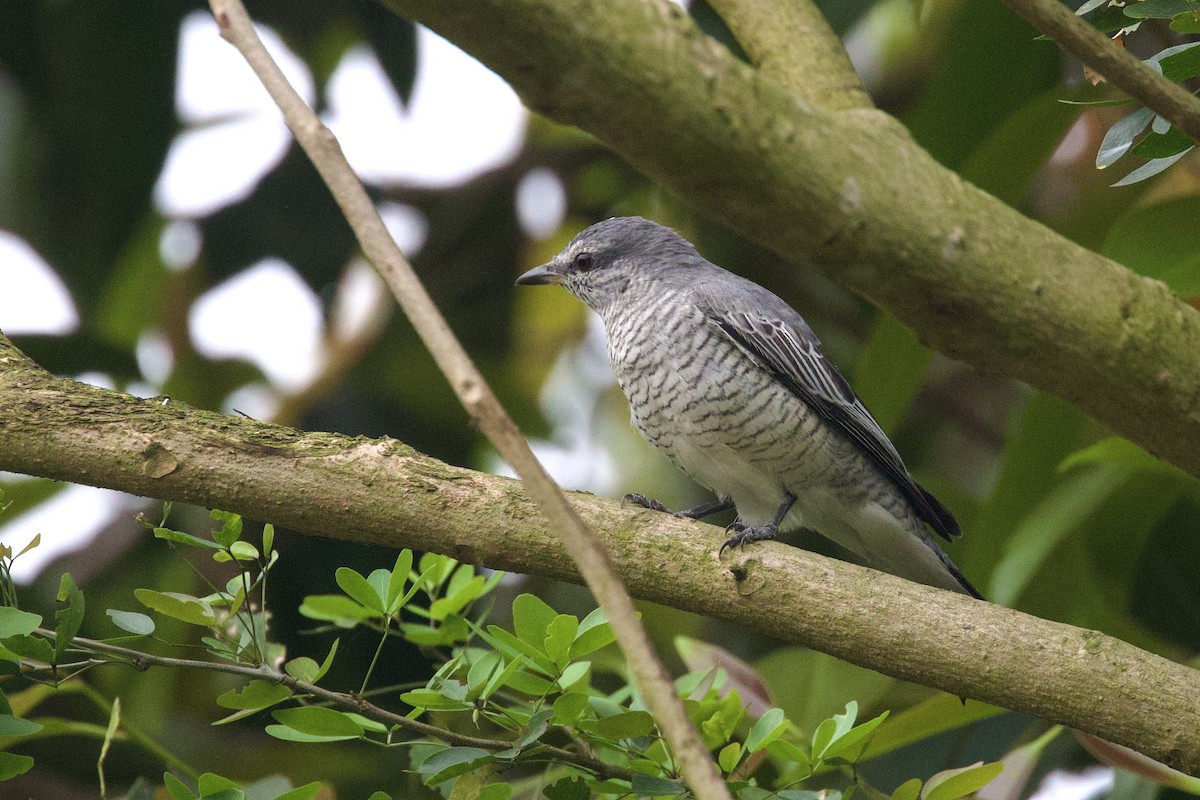 Black-headed Cuckooshrike - ML615629949