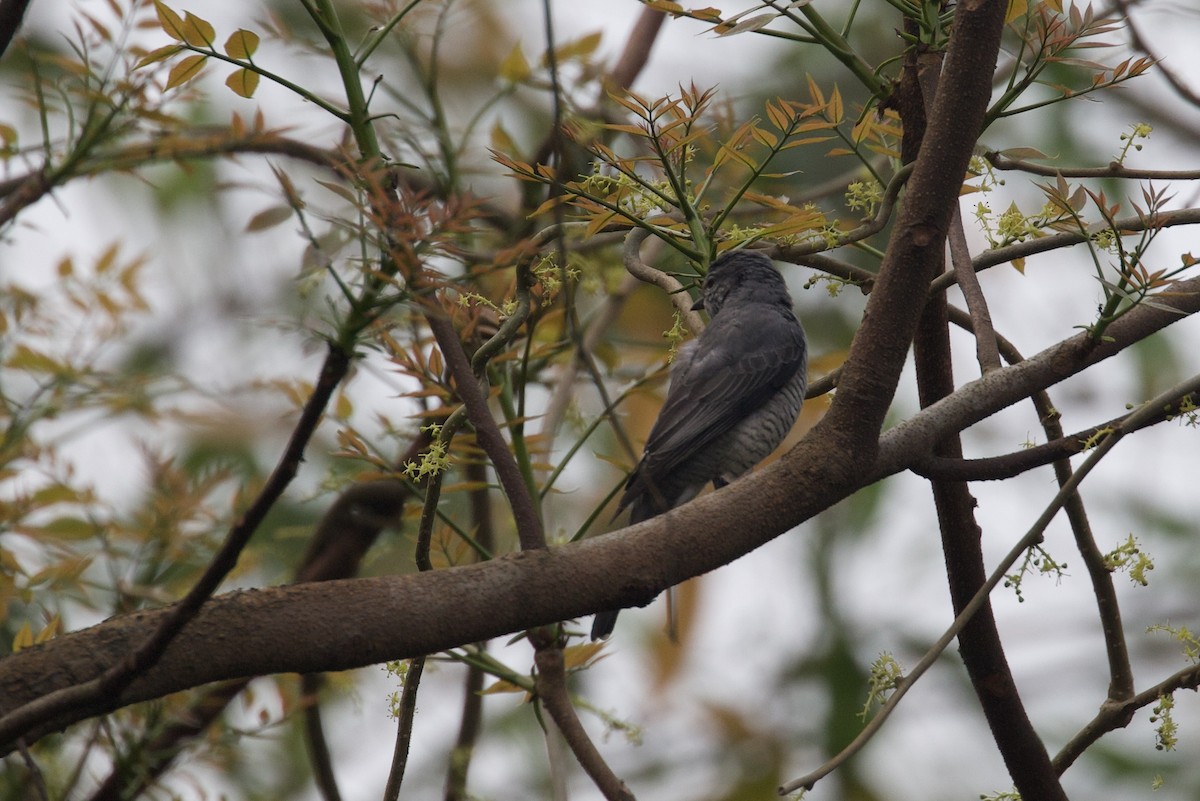 Black-headed Cuckooshrike - ML615629951