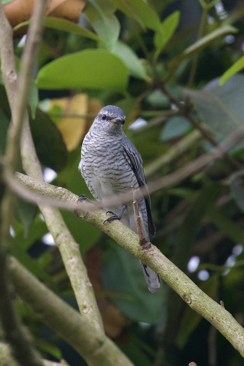 Black-headed Cuckooshrike - ML615629952