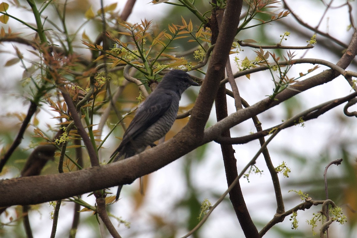 Black-headed Cuckooshrike - ML615629953