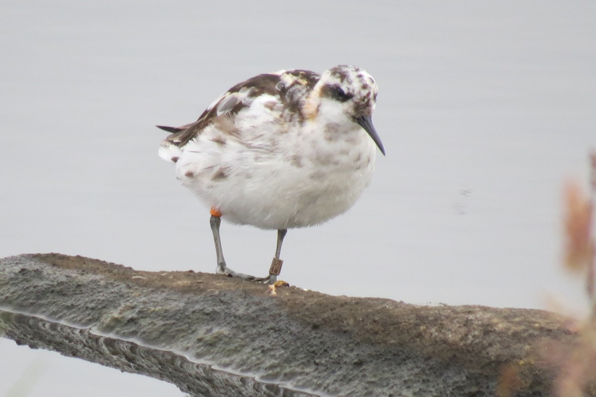 Red-necked Phalarope - Mick Mellor