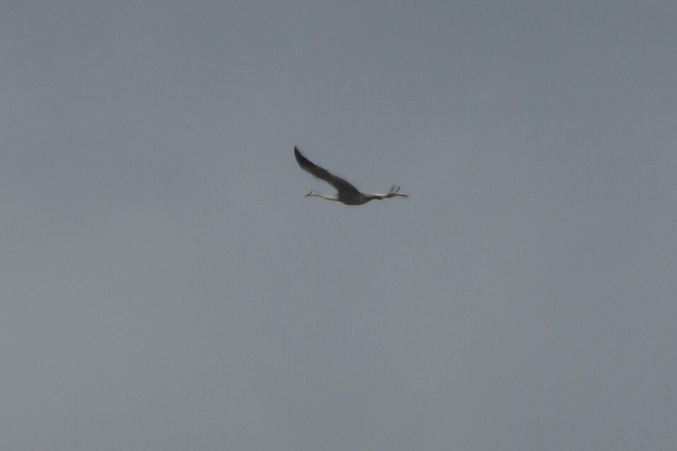 Sandhill Crane - ML615629984