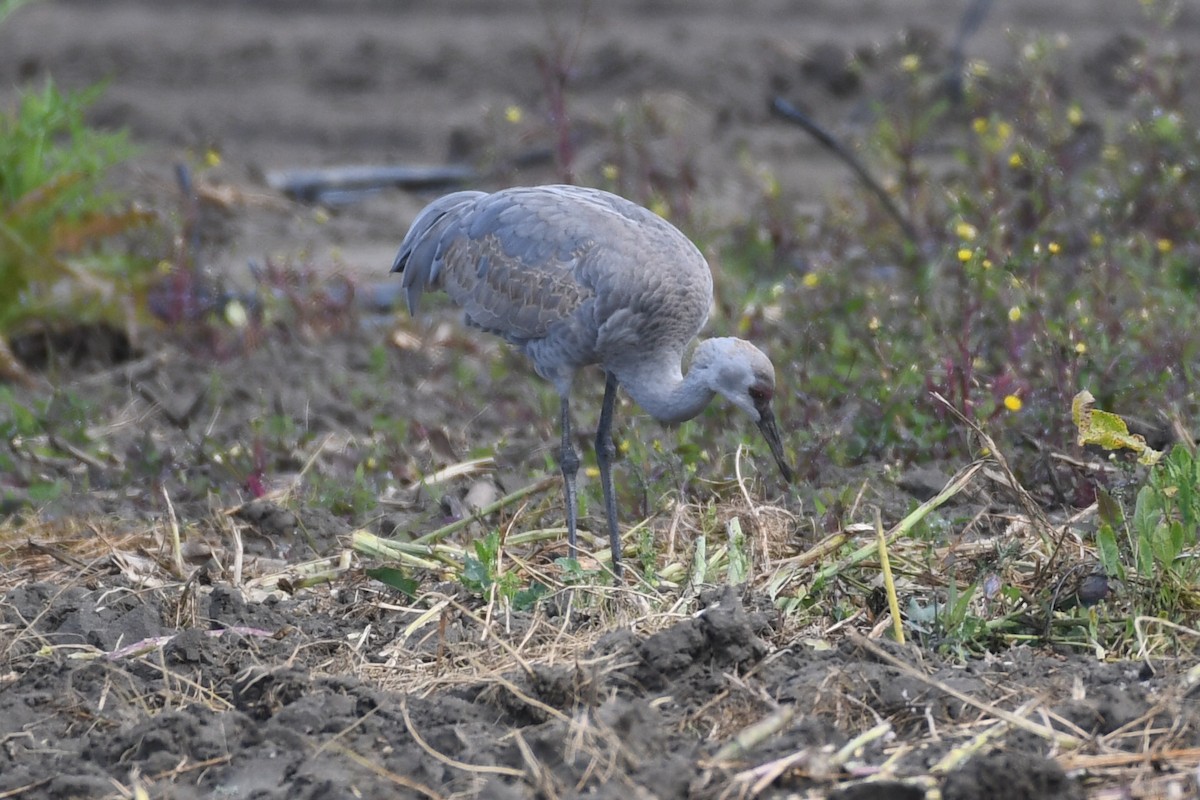 Grulla Canadiense - ML615629986