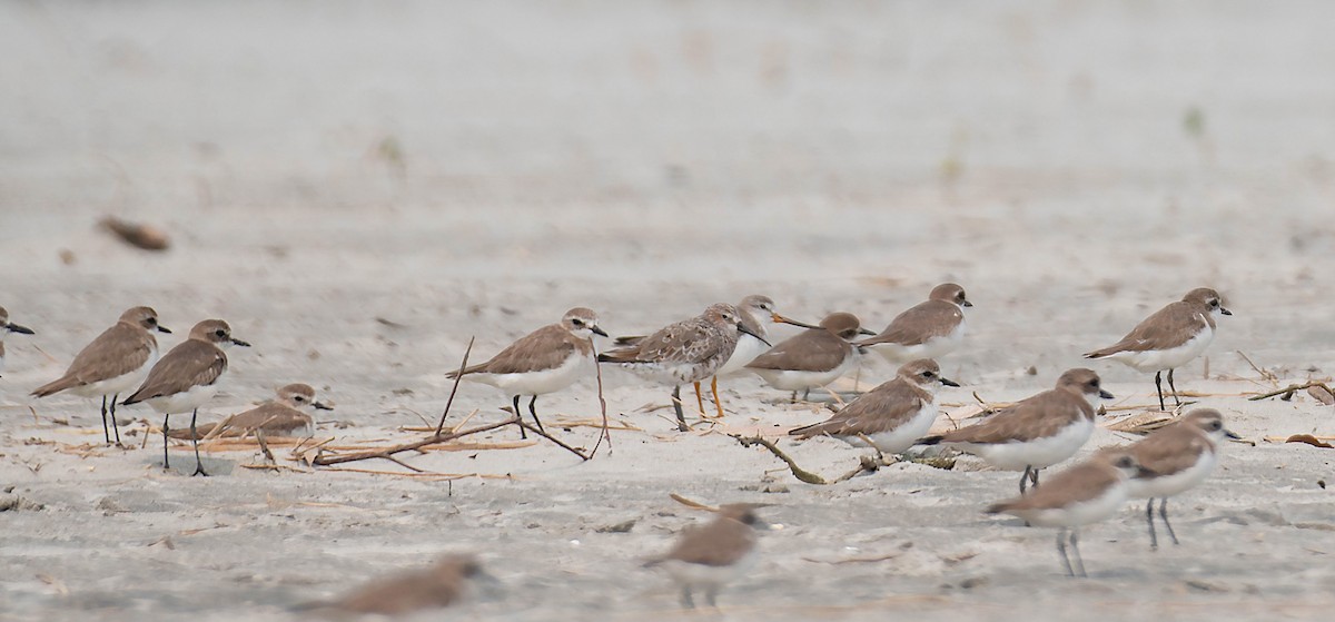 Curlew Sandpiper - ML615629997