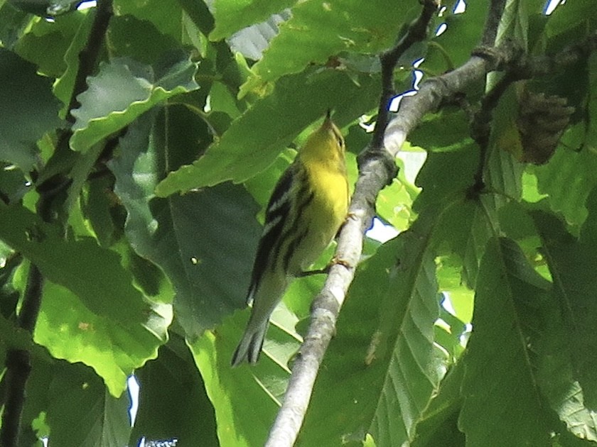 Blackburnian Warbler - Tim Carney