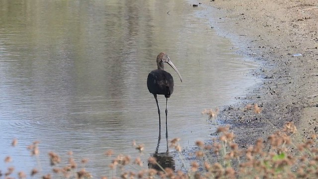 Glossy Ibis - ML615630085