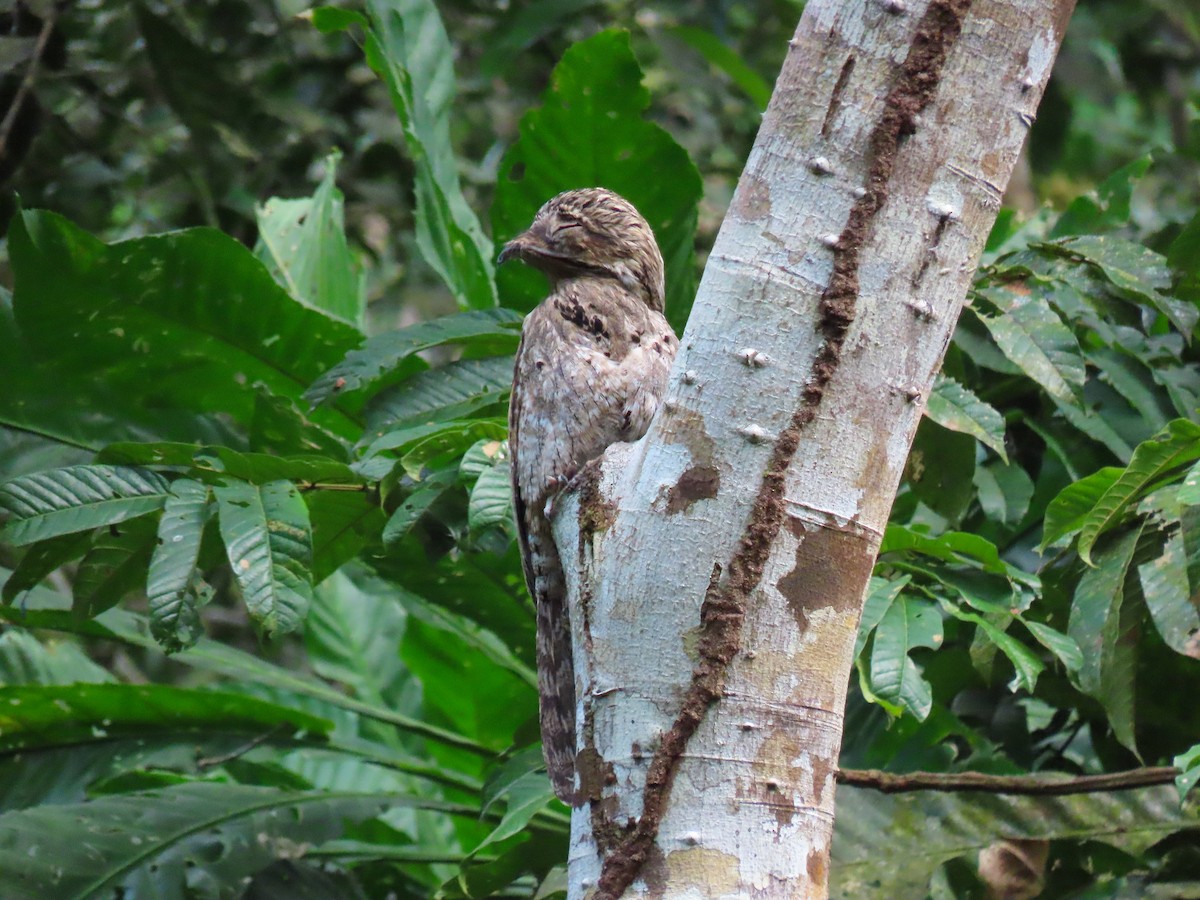 Common Potoo - Yina Carter