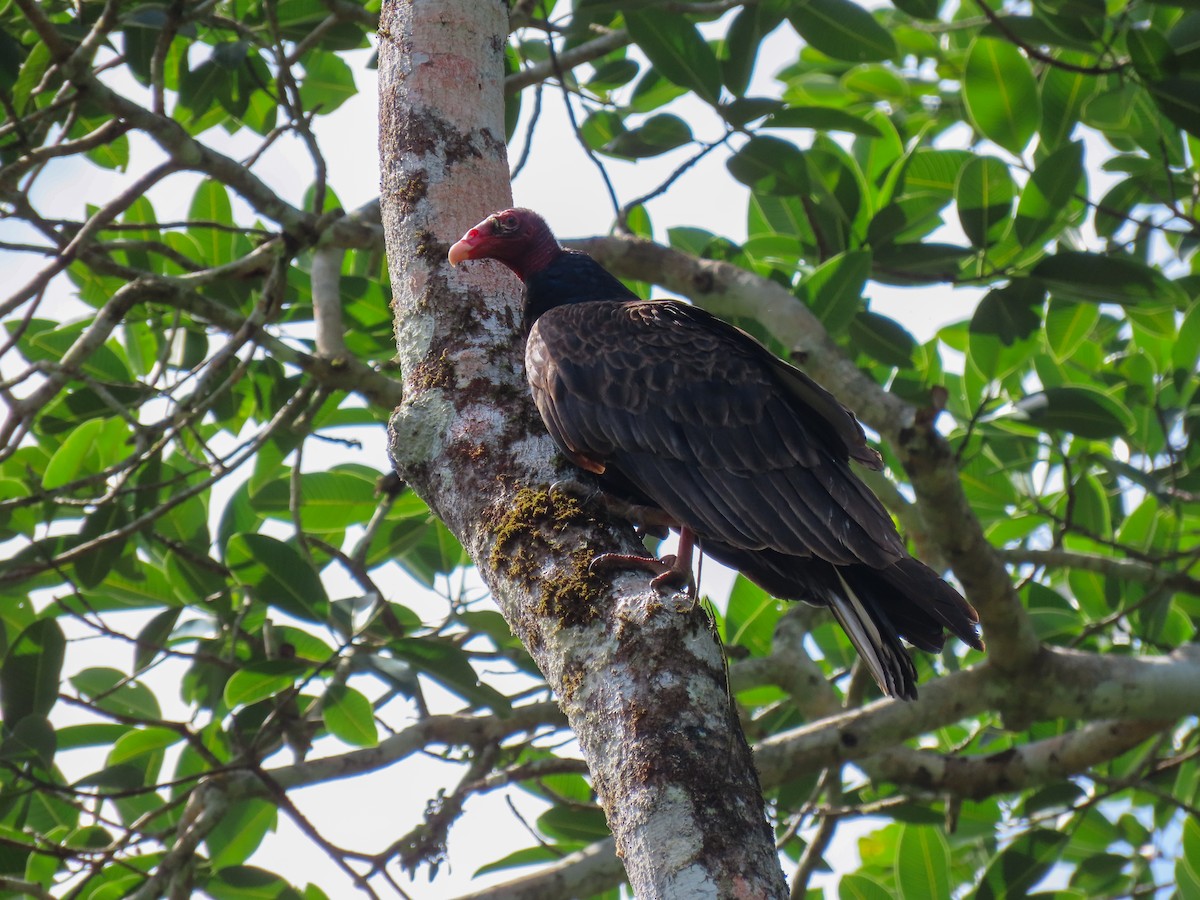 Turkey Vulture - Yina Carter