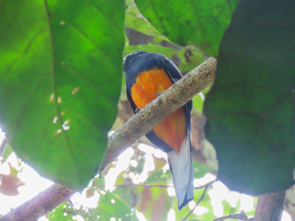 Ak Kuyruklu Trogon - ML615630110