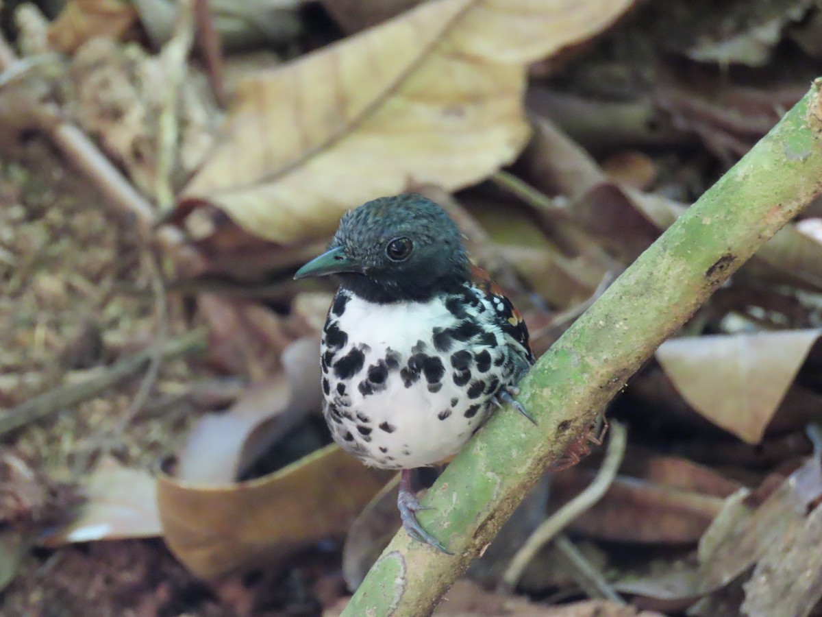 Spotted Antbird - Yina Carter