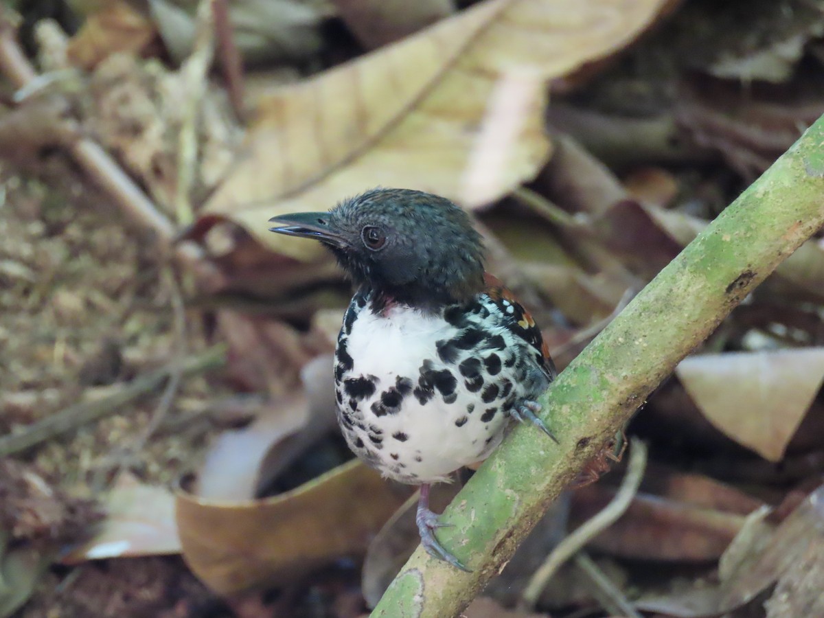 Spotted Antbird - Yina Carter