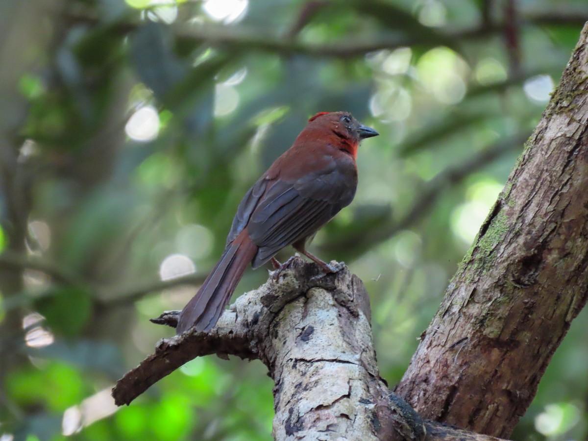 Red-throated Ant-Tanager - Yina Carter