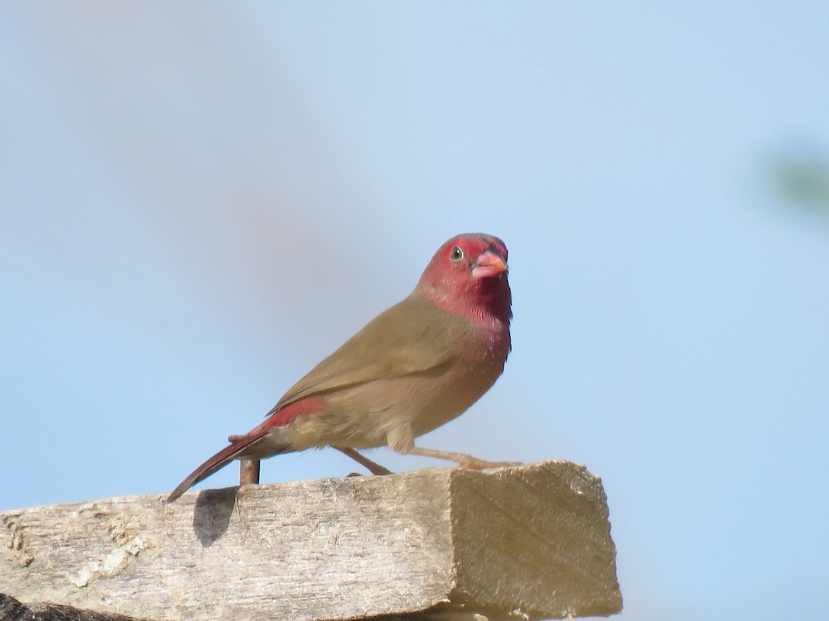 Bar-breasted Firefinch - ML615630166