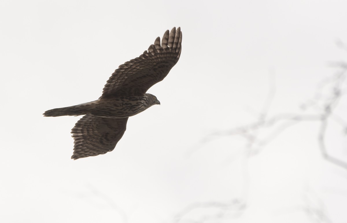 Eurasian Goshawk - ML615630175