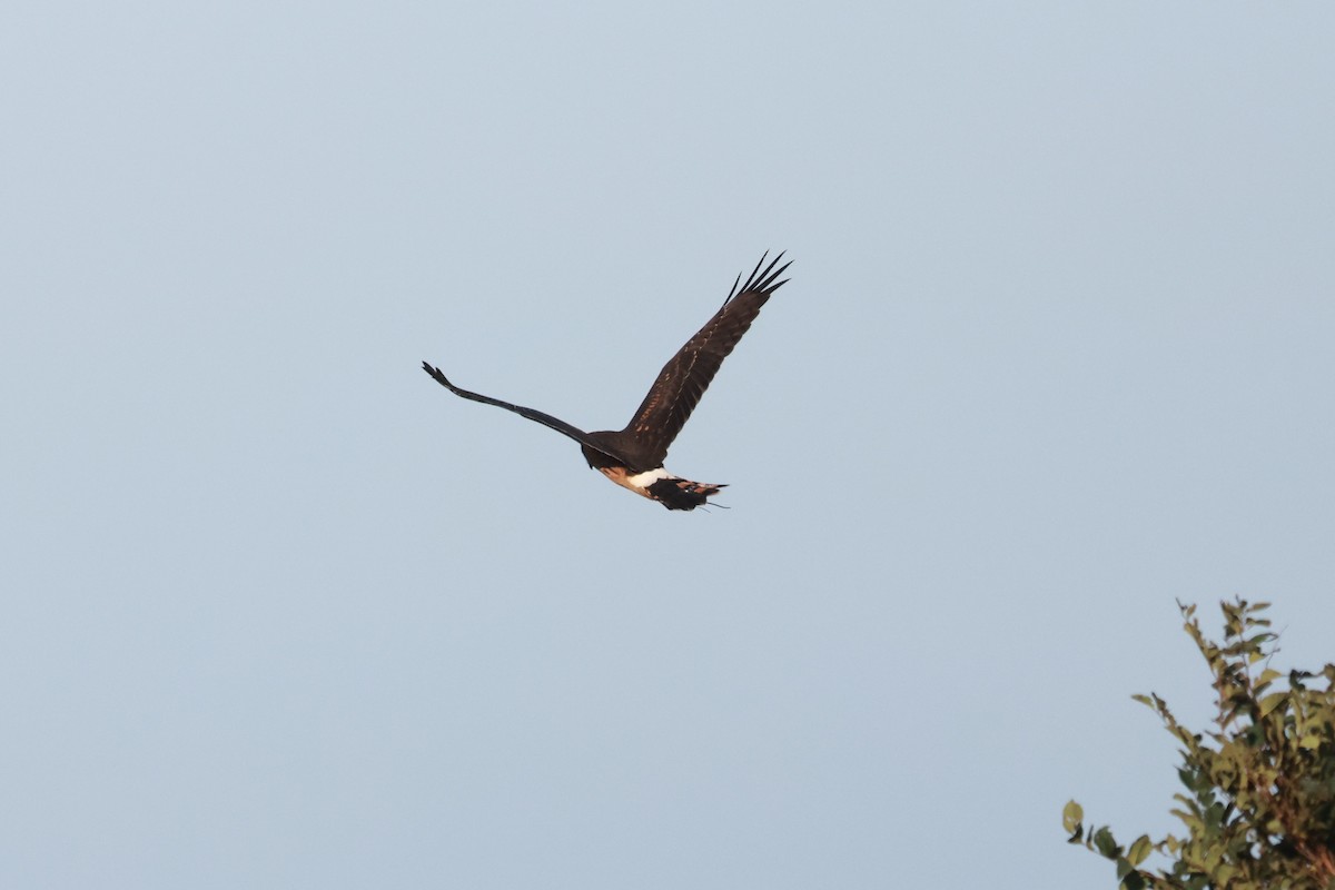 Northern Harrier - ML615630207