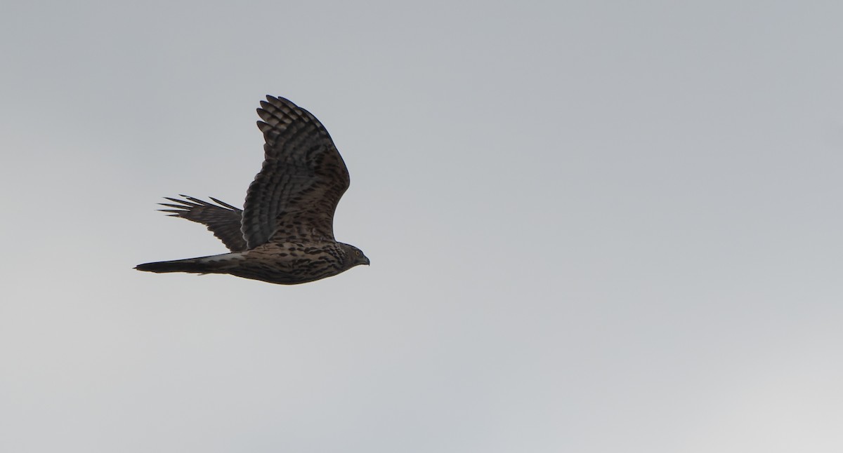 Eurasian Goshawk - ML615630209