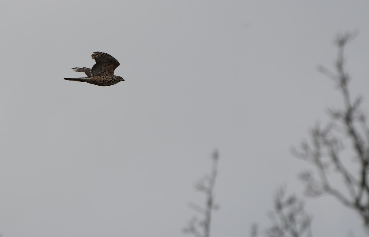 Eurasian Goshawk - ML615630210