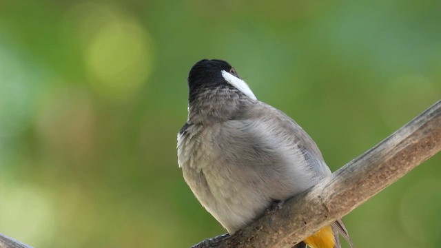 Bulbul à oreillons blancs - ML615630238