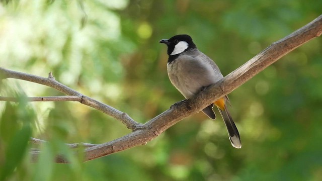 Bulbul Orejiblanco - ML615630239