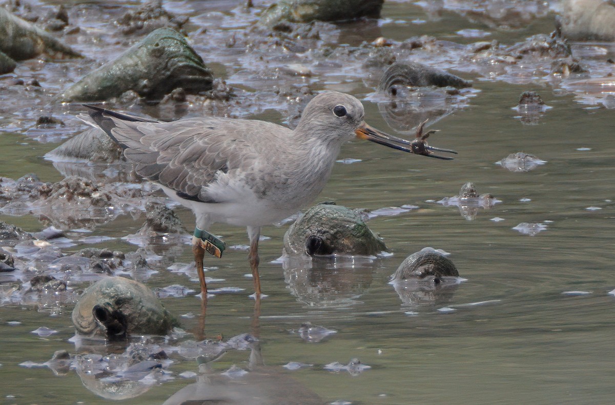 Terek Sandpiper - ML615630275