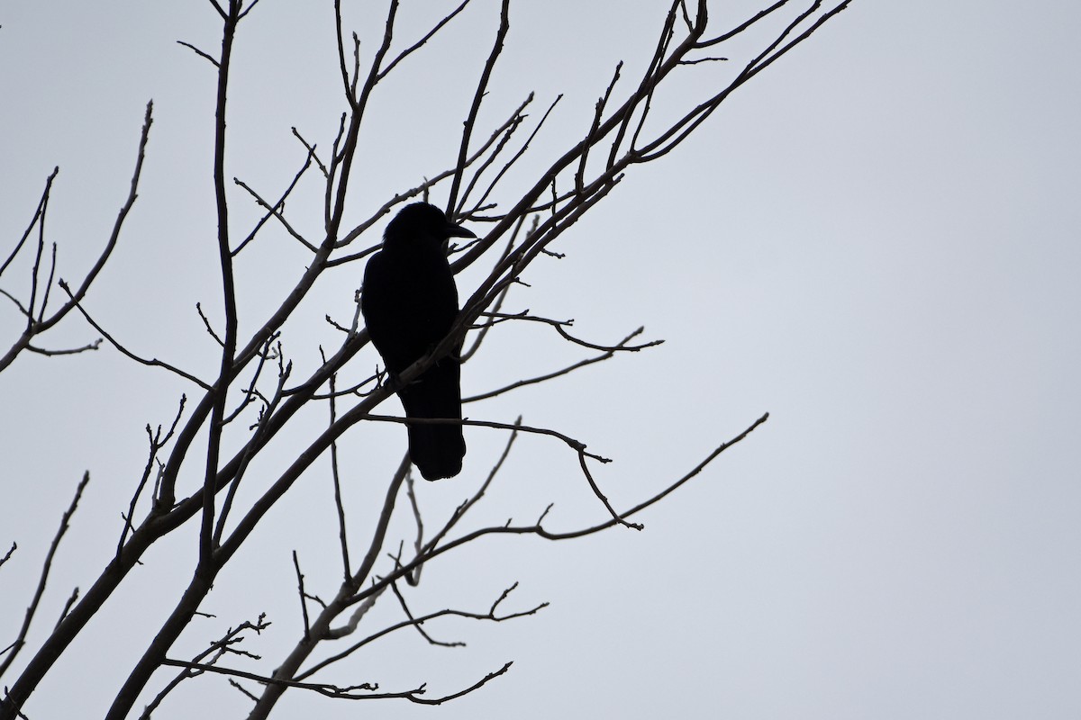 American Crow - Norma Van Alstine