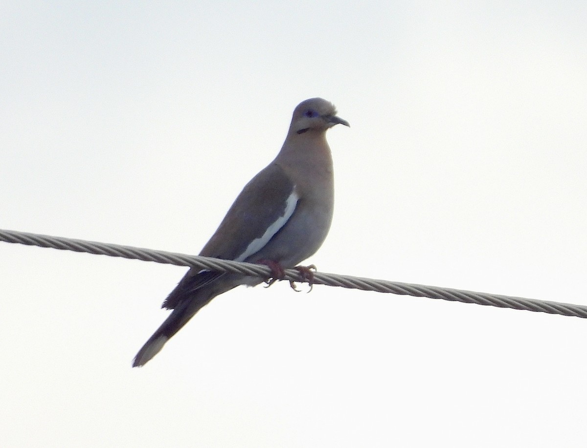 White-winged Dove - ML615630295