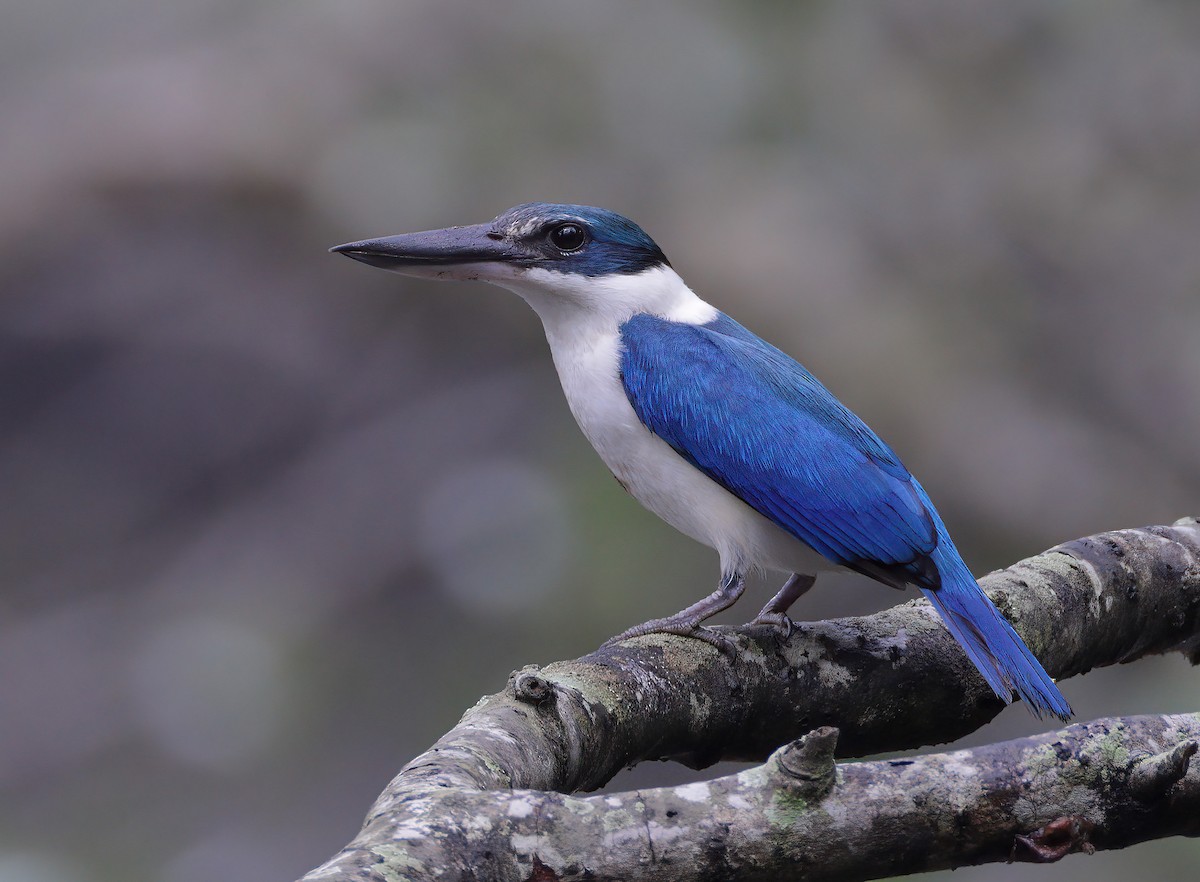 Collared Kingfisher - ML615630305