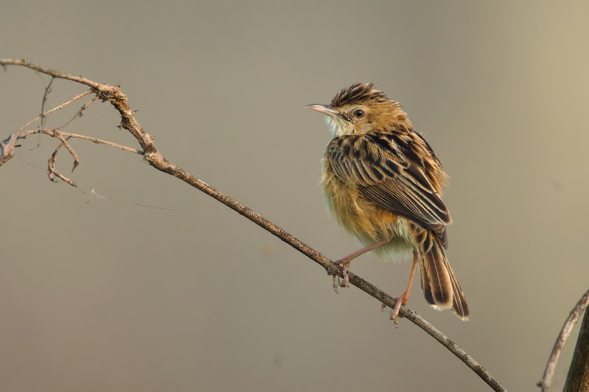 Zitting Cisticola - ML615630330