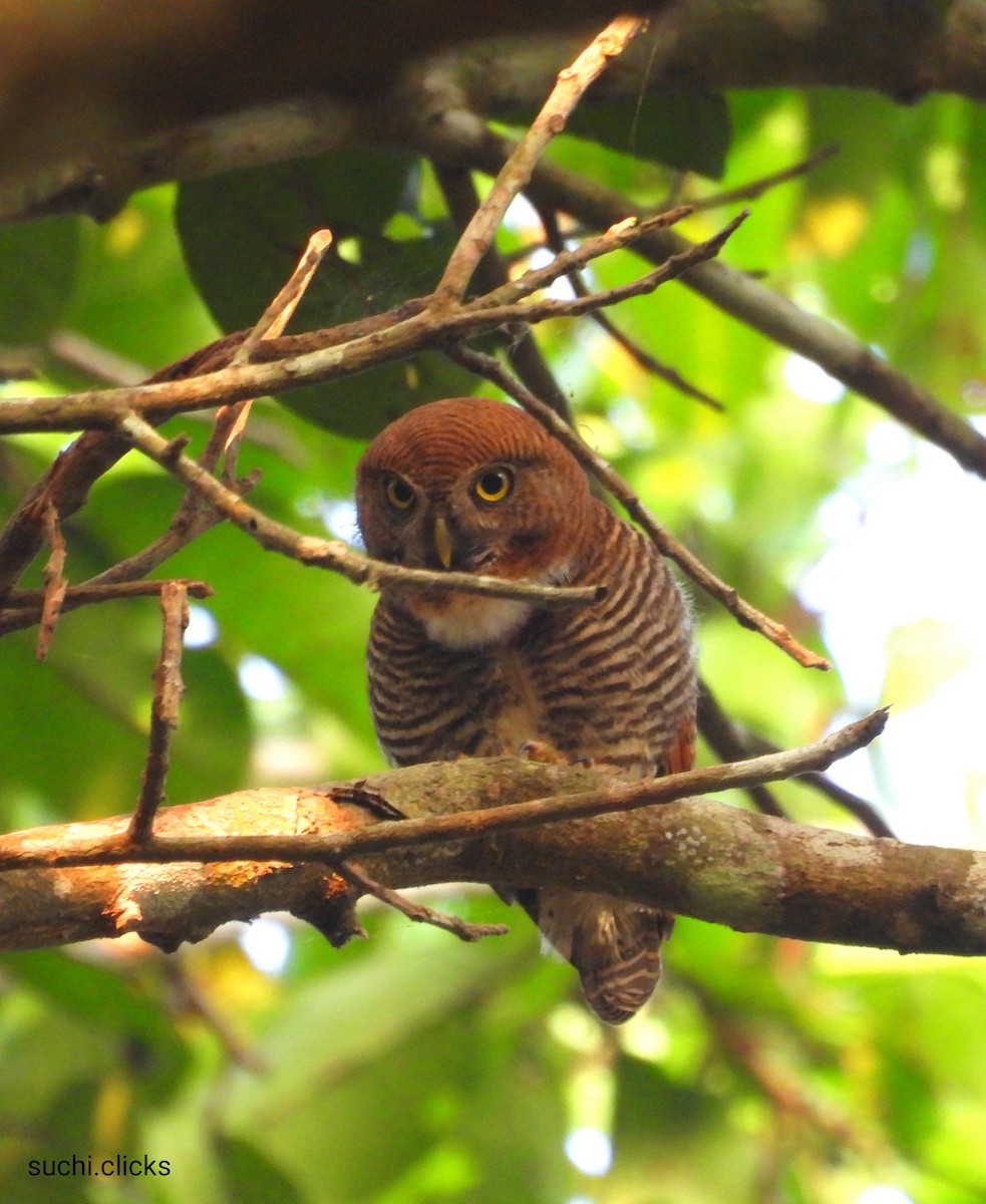 Jungle Owlet - ML615630346