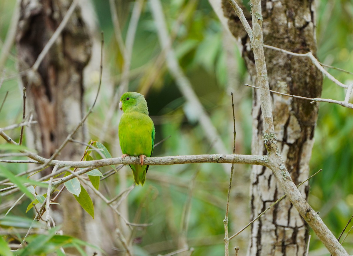 Yeşil Sokumlu Serçe Papağanı - ML615630397