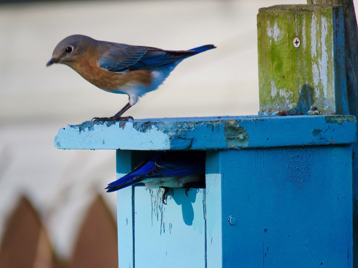 Eastern Bluebird - ML615630404