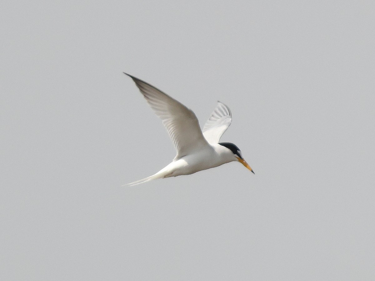 Little Tern - ML615630452