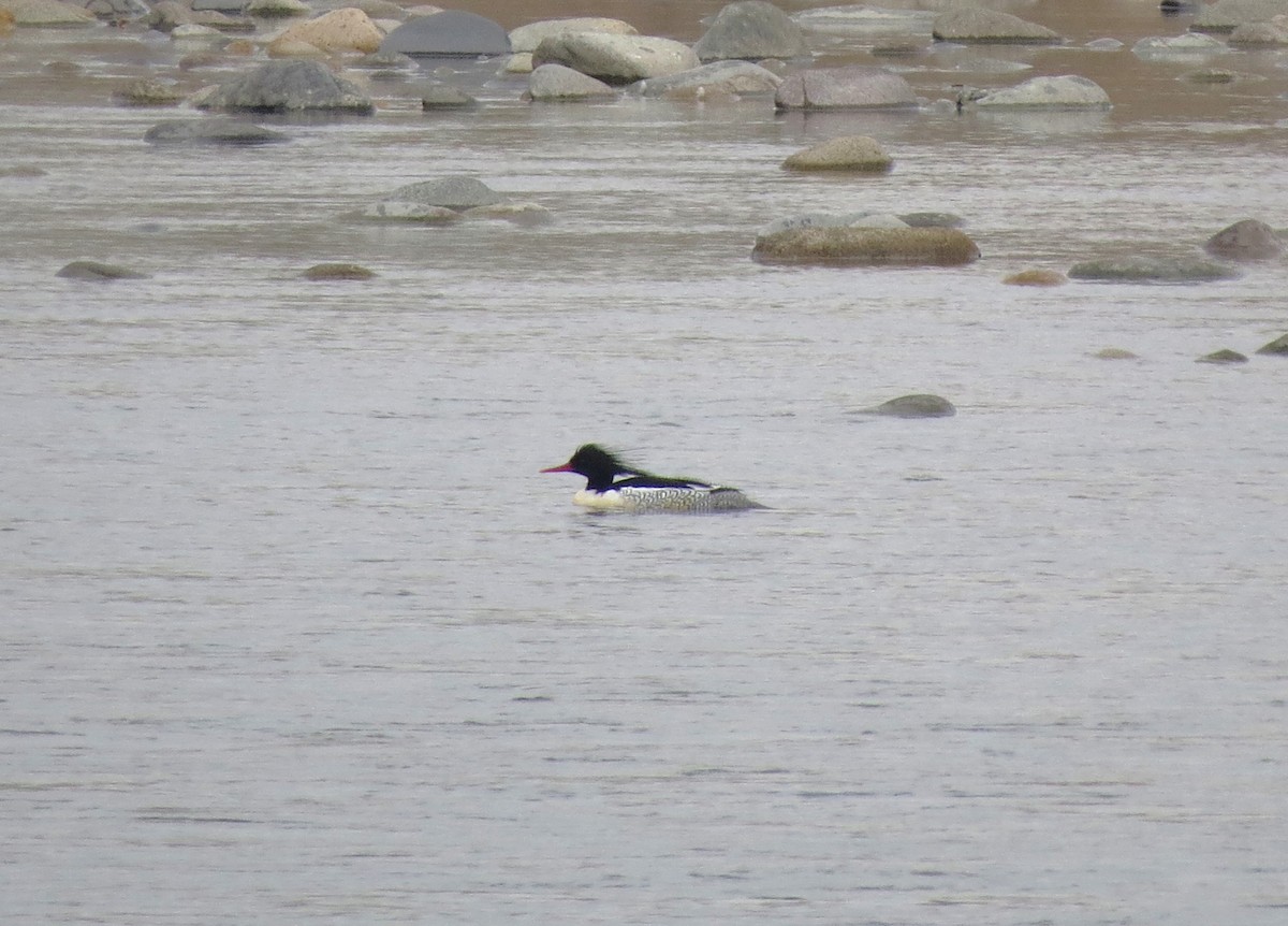 Scaly-sided Merganser - Dirk von Werne