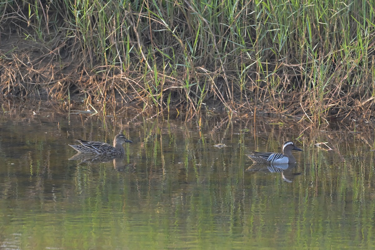 Garganey - Mahender Alpula