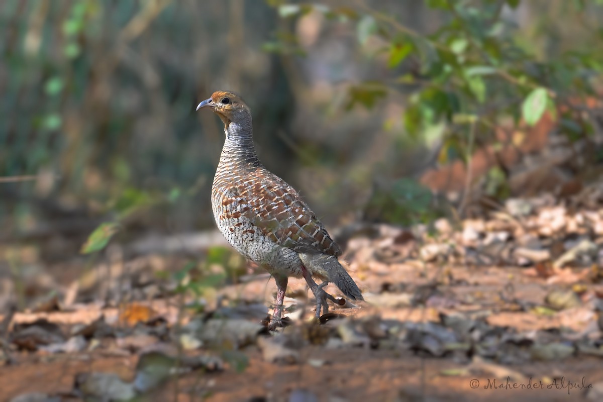 Gray Francolin - Mahender Alpula