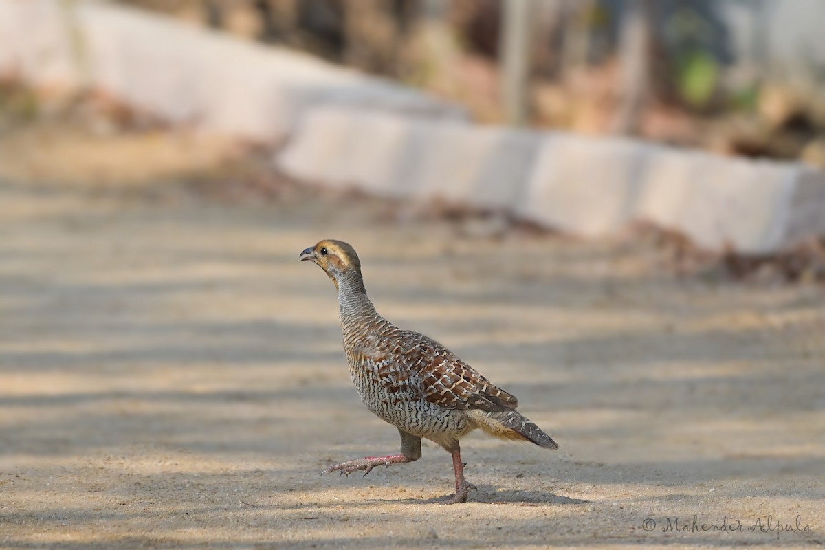 Gray Francolin - Mahender Alpula