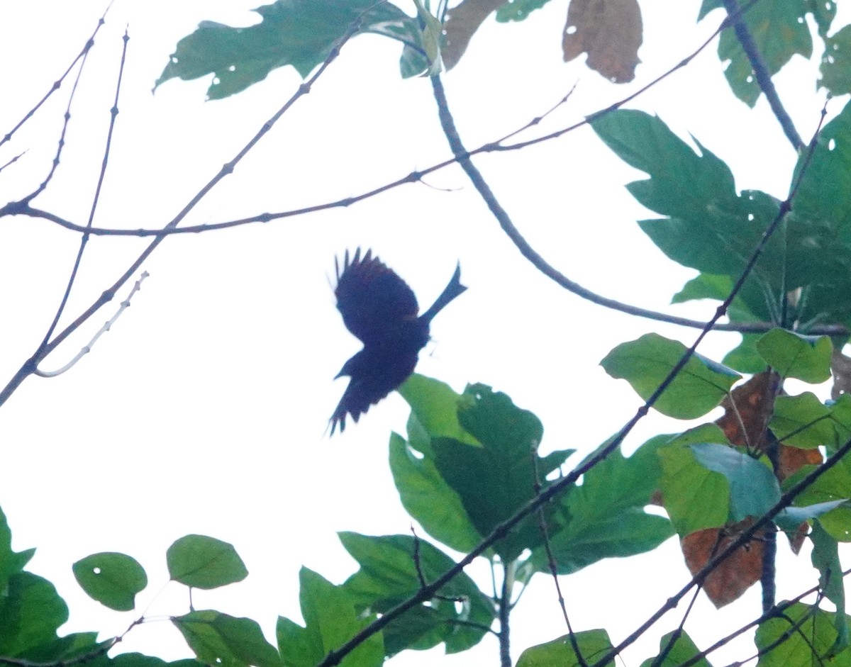 Palawan Drongo (Palawan) - ML615630528