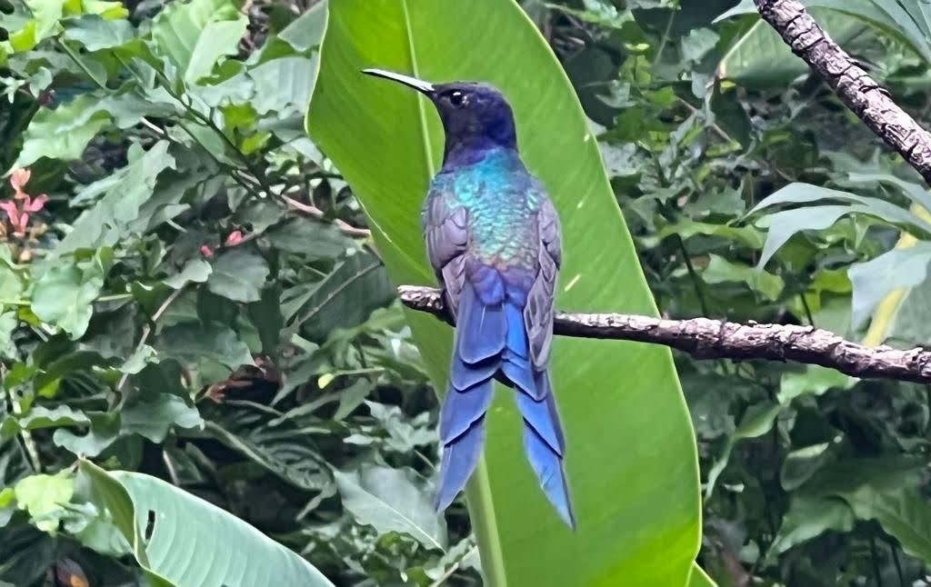 Swallow-tailed Hummingbird - ML615630536