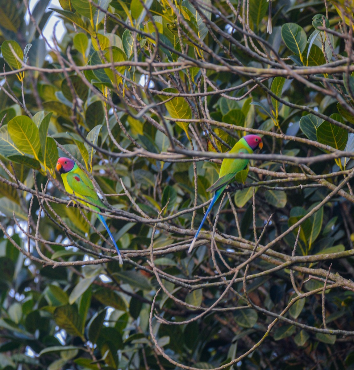 Plum-headed Parakeet - Abhishek Sharma