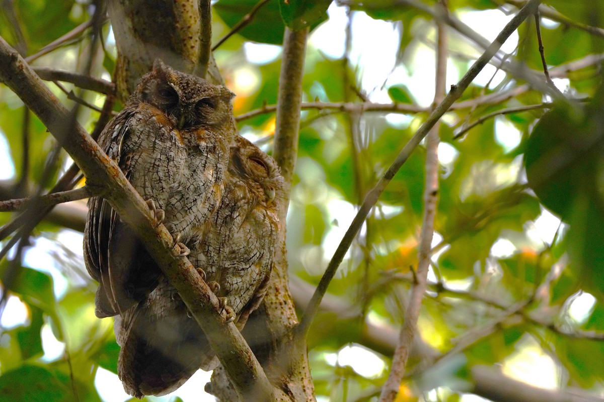 Tropical Screech-Owl - ML615630598